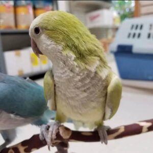 Cinnamon Quaker Parrots