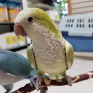 Cinnamon Quaker Parrots